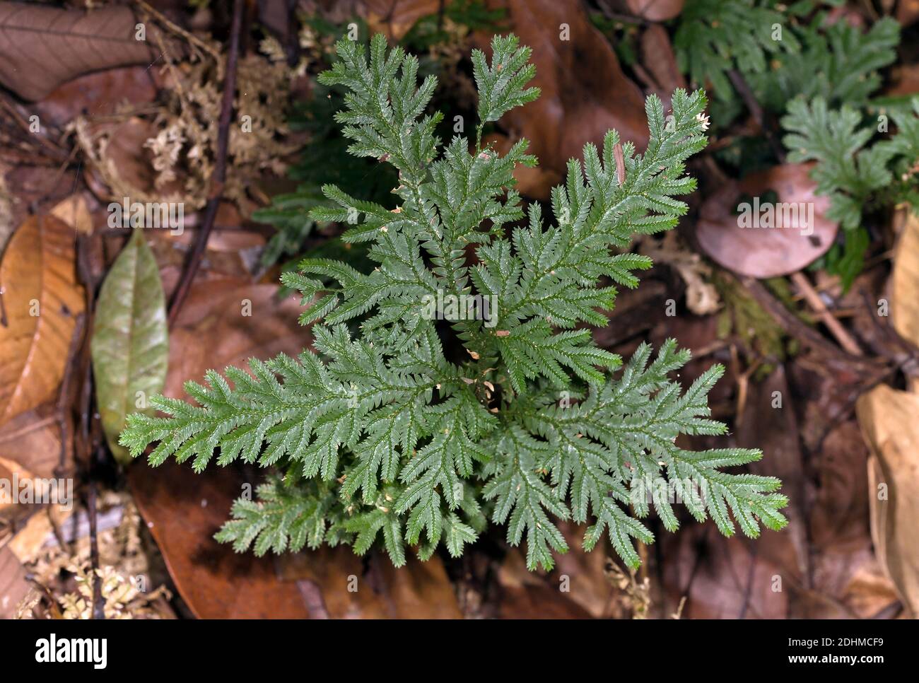 Selaginella Sp High Resolution Stock Photography and Images - Alamy