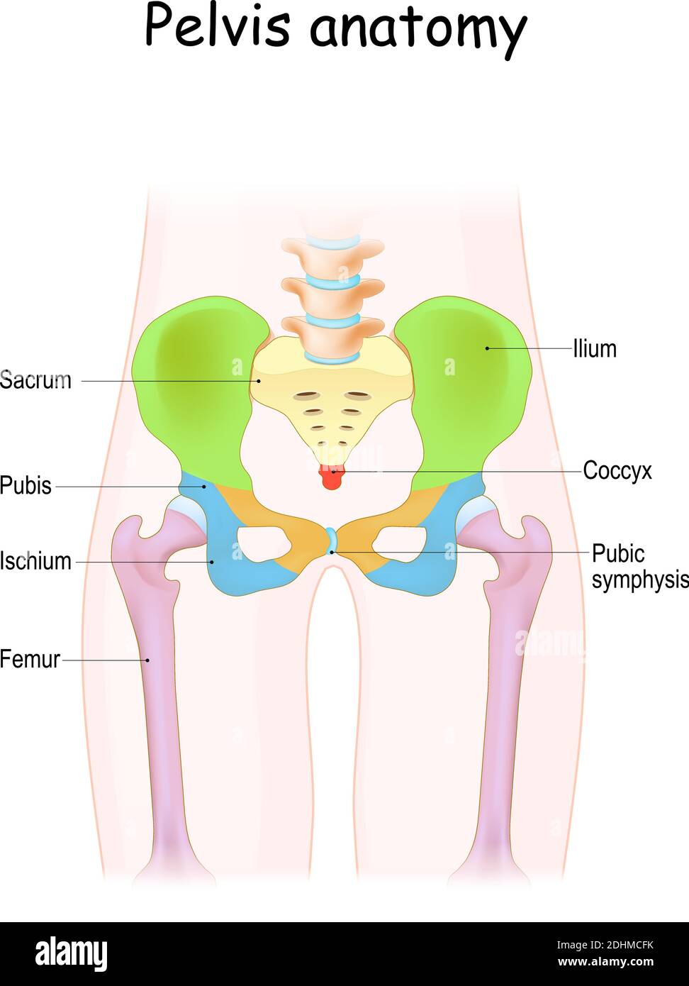 Pelvis anatomy. Color structure of pelvic skeleton: sacrum, ilium, coccyx, pubis, ischium and femur. Vector illustration Stock Vector