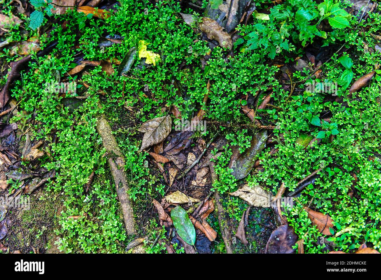 Spikemoss (Selaginella sp.) growing on the forest floor of Bwindi Impenetrable Forest, Uganda. Stock Photo