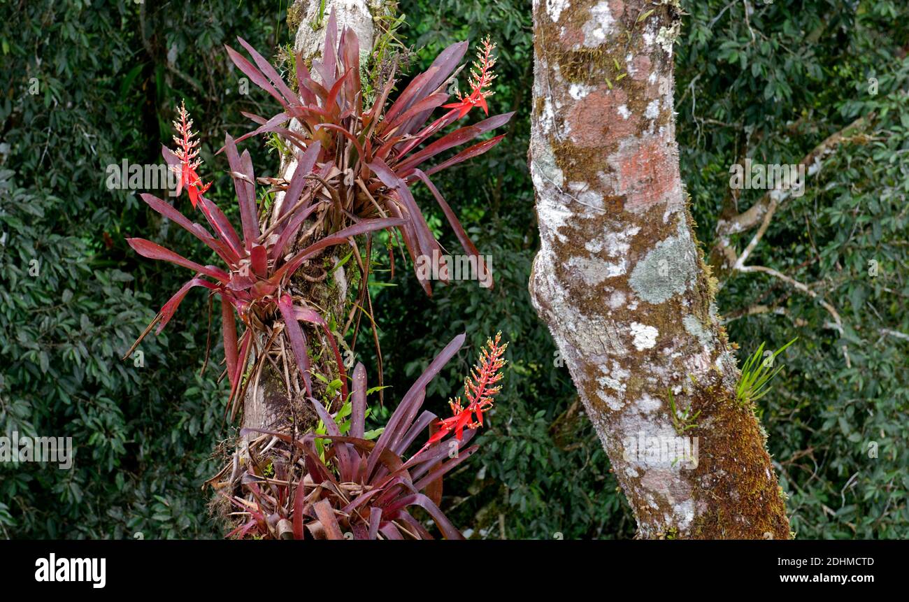 Red, epiphytic bromeliads growing high in the rainforest canopy at La Selva Ecolodge, Ecuador Stock Photo