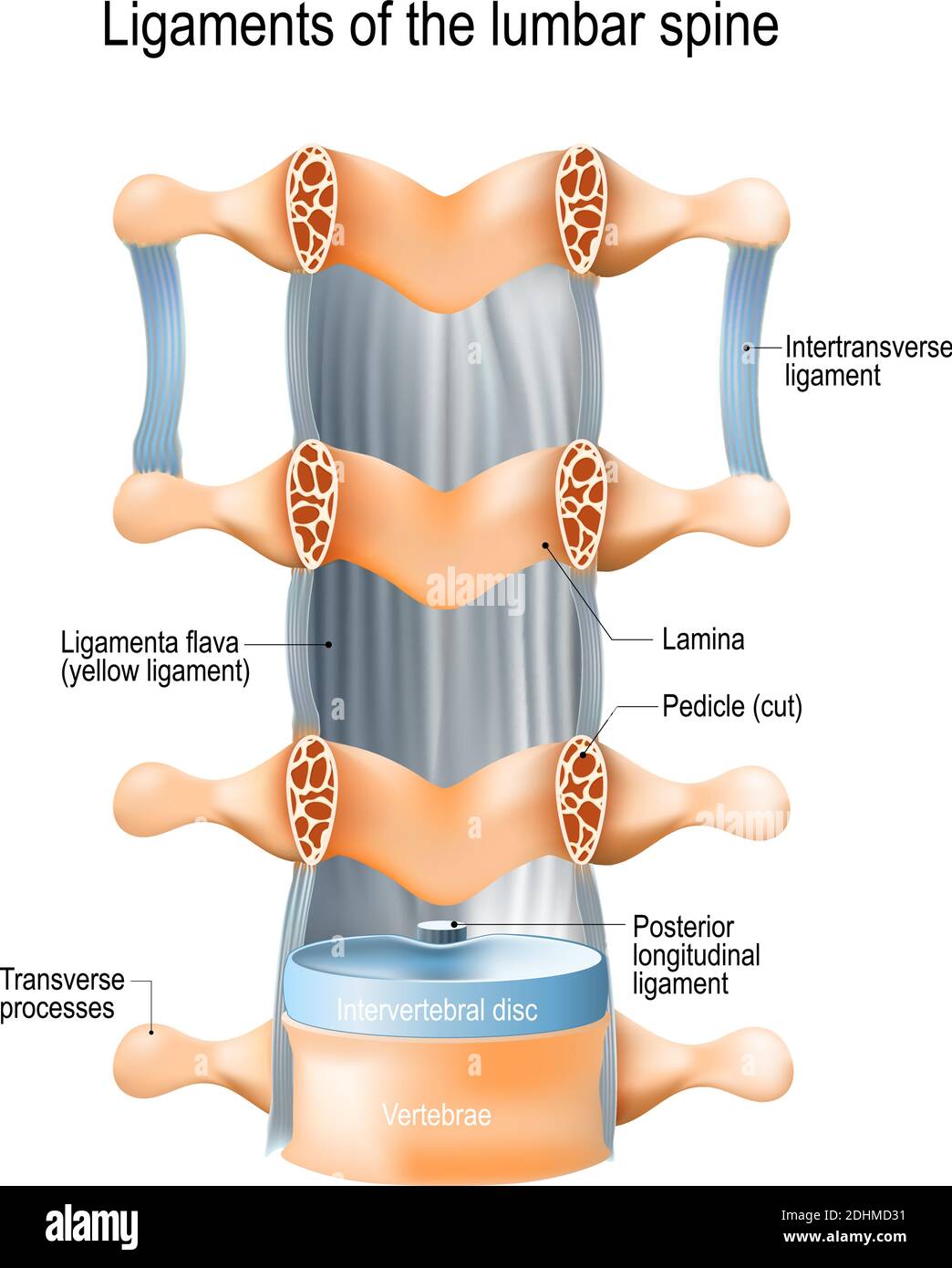 Ligaments of the lumbar spine: Ligamenta flava (yellow ligament), Intertransverse, and  Posterior longitudinal ligaments. vector illustration Stock Vector