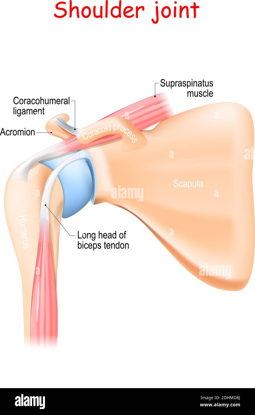 shoulder joint anatomy. Bones (Scapula, Humerus, Coracoid process, Acromion , Muscle (Biceps, Supraspinatus) and ligament (Coracohumeral) Stock Vector