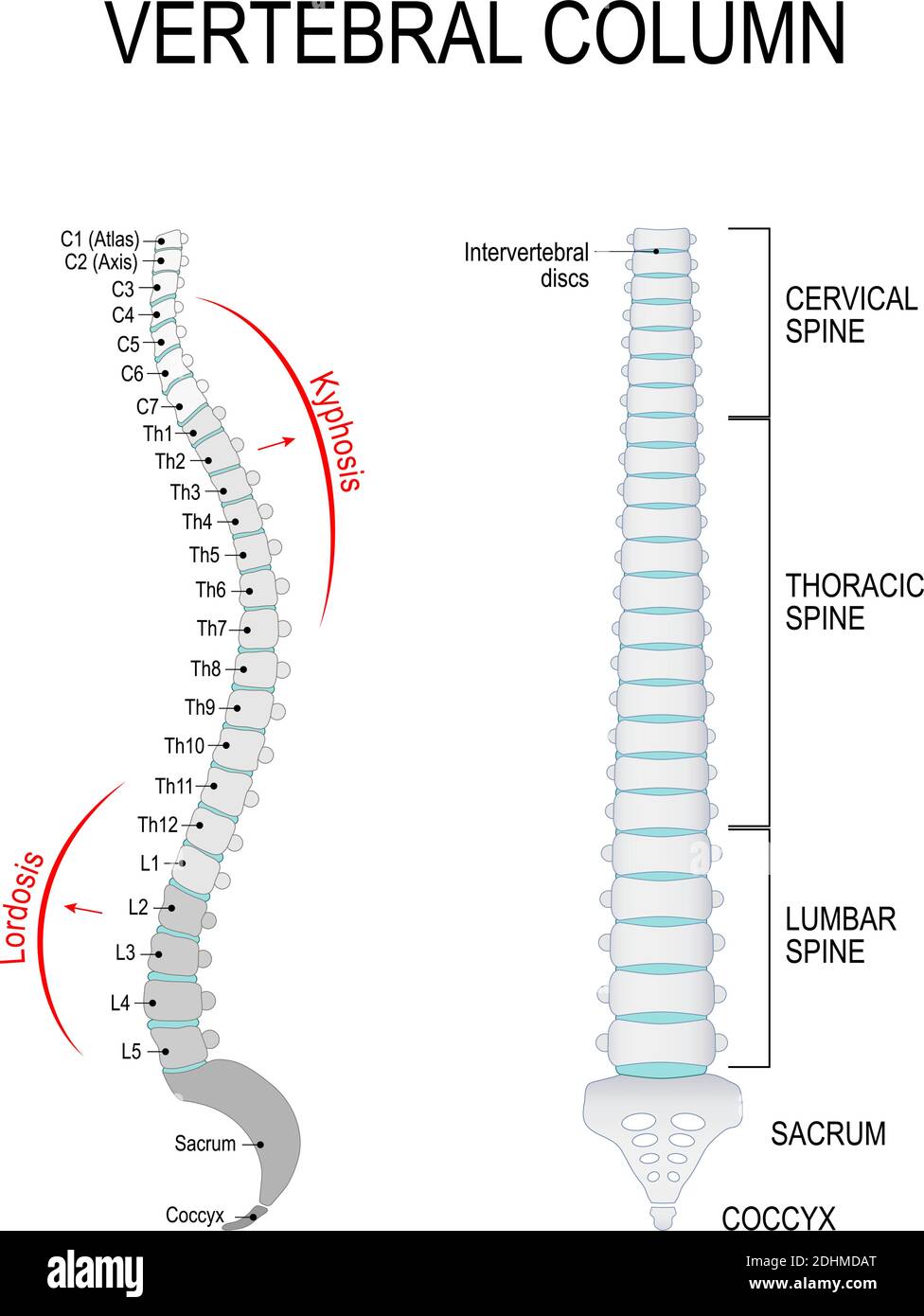 Vertebral column: cervical, thoracic and lumbar spine, sacrum and coccyx. Kyphosis, and Lordosis. Numbering order of the vertebrae of the human spinal Stock Vector