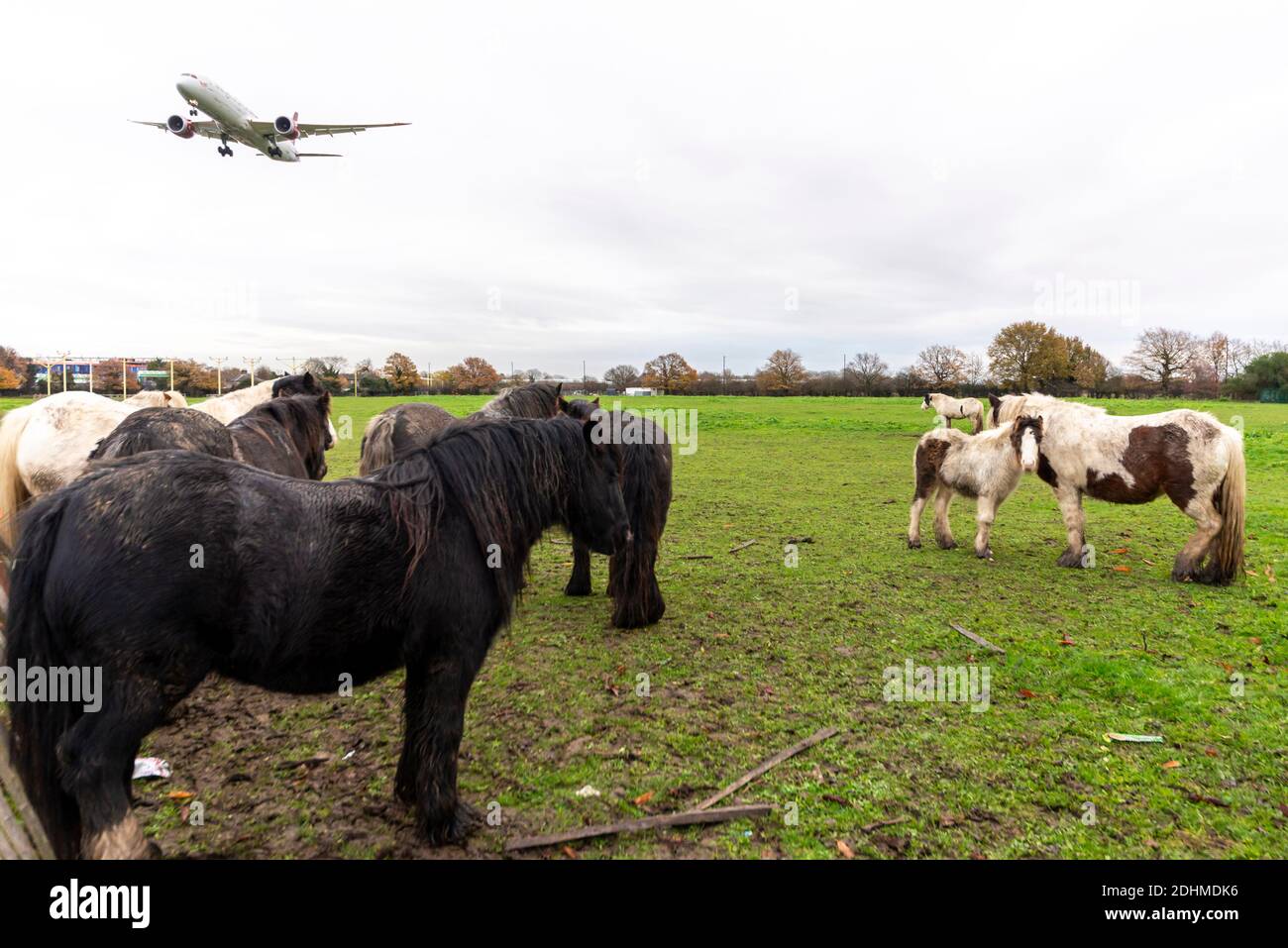Unkempt horses in a field under the approach of jet airliner plane landing at London Heathrow Airport, UK. Bedraggled wet livestock on waste ground Stock Photo