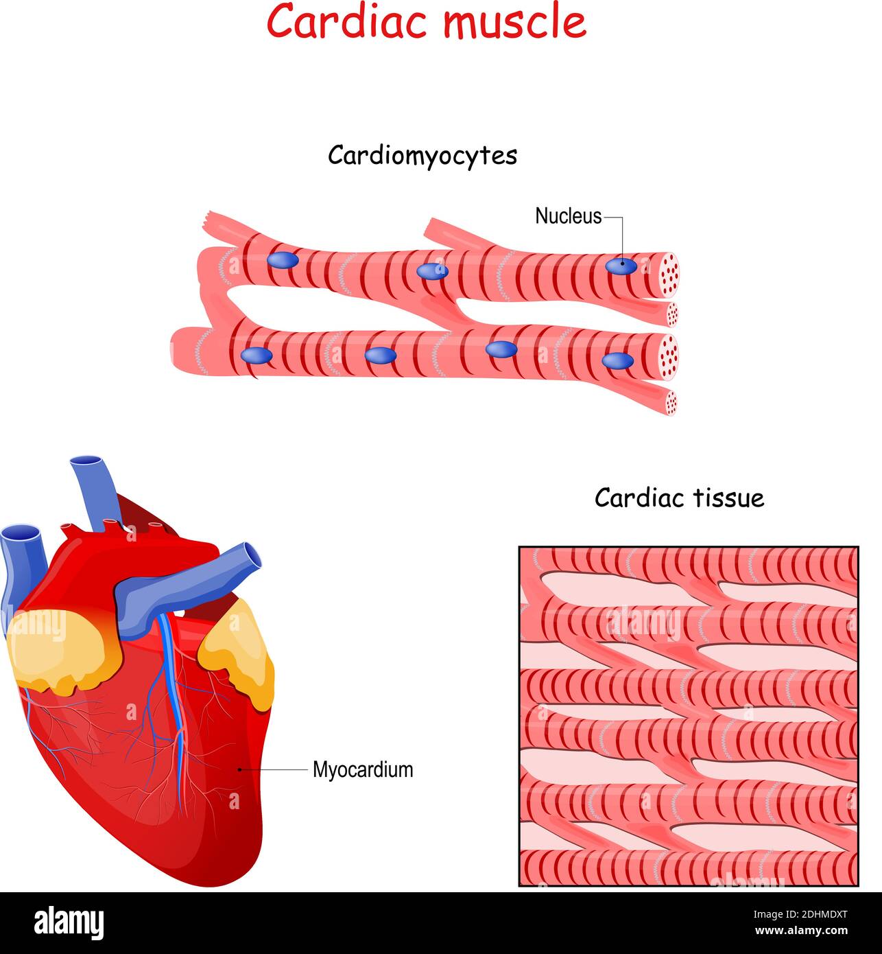 Structure of Cardiac muscle fibers. anatomy of cardiomyocyte. Background of heart muscle tissue. Set of vectors illustrations Stock Vector