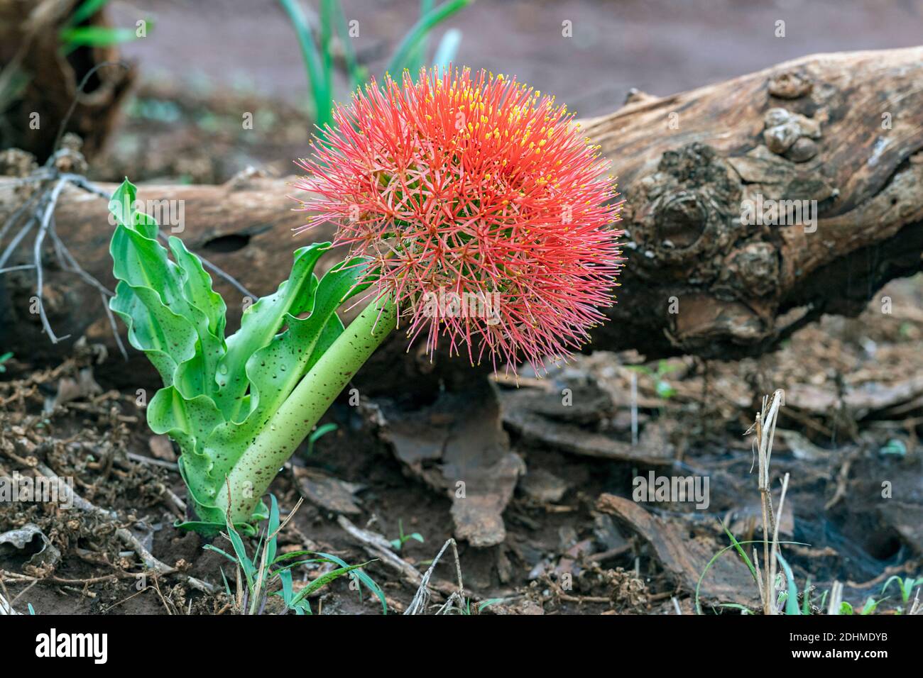 Paintbrush lily (Scadoxus puniceus) from Zimanga, South Africa Stock