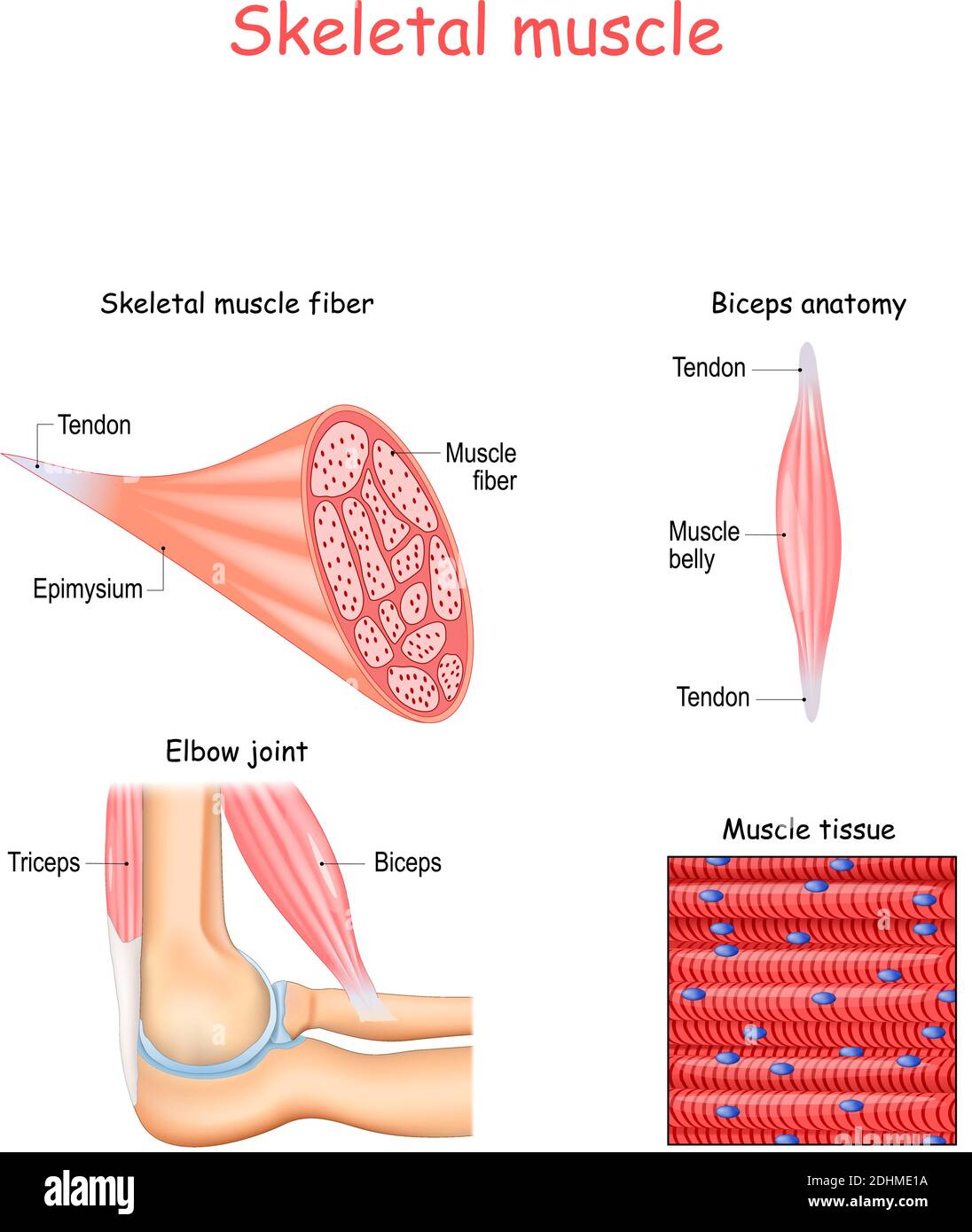 Biceps and triceps anatomy Royalty Free Vector Image