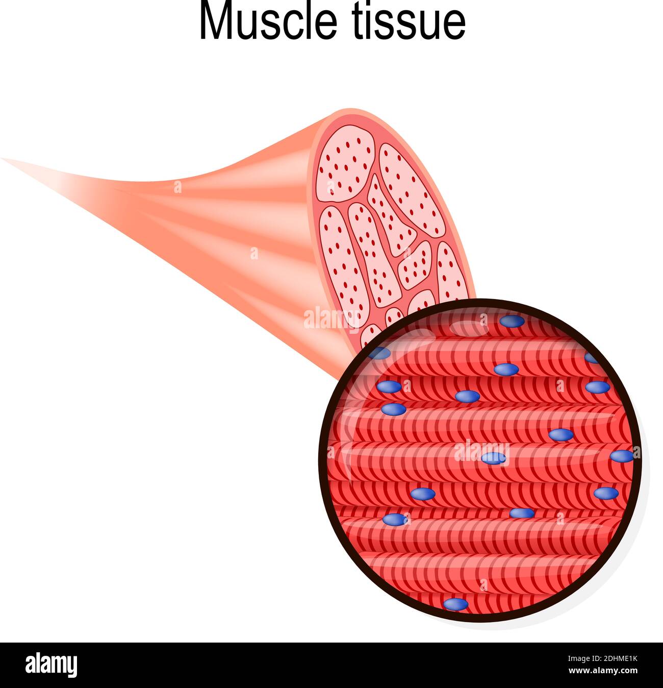 skeletal muscle. Tissue and fiber. Part of the biceps and close-up of muscle fibers. Vector illustration for biological, medical, science use Stock Vector