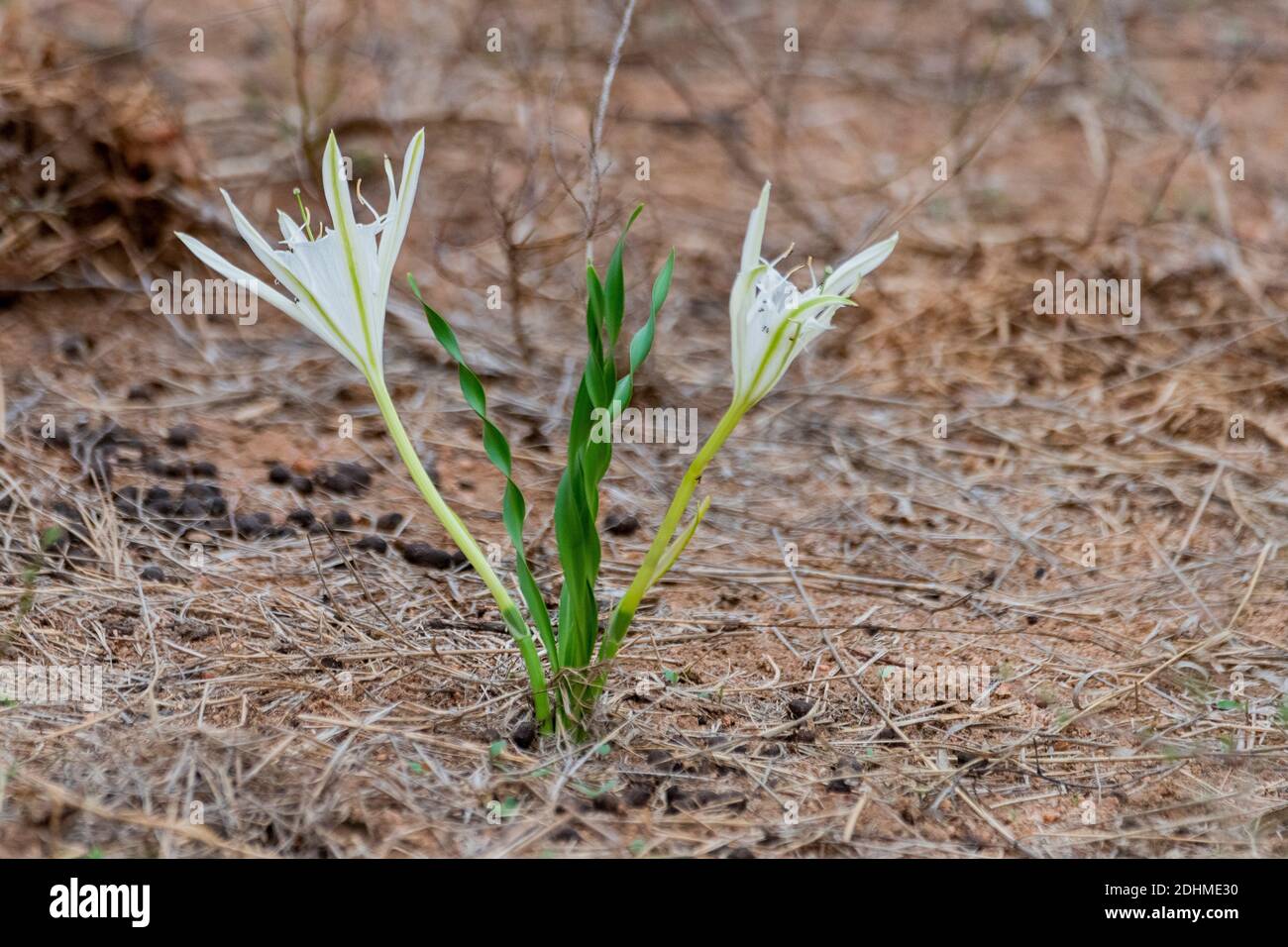 Spider lilly (Pancratium tenuifolium) from Kruger NP, South Africa. Stock Photo