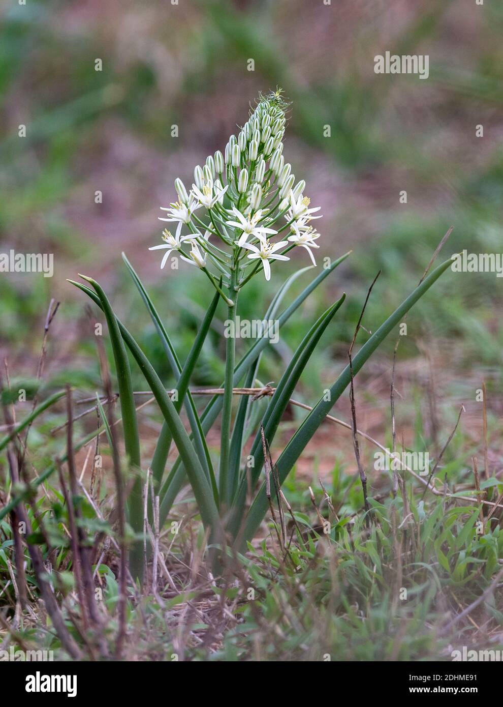 Albuca seineri (syn. Ornithogalum seineri) from Kruger NP, South Africa. Stock Photo