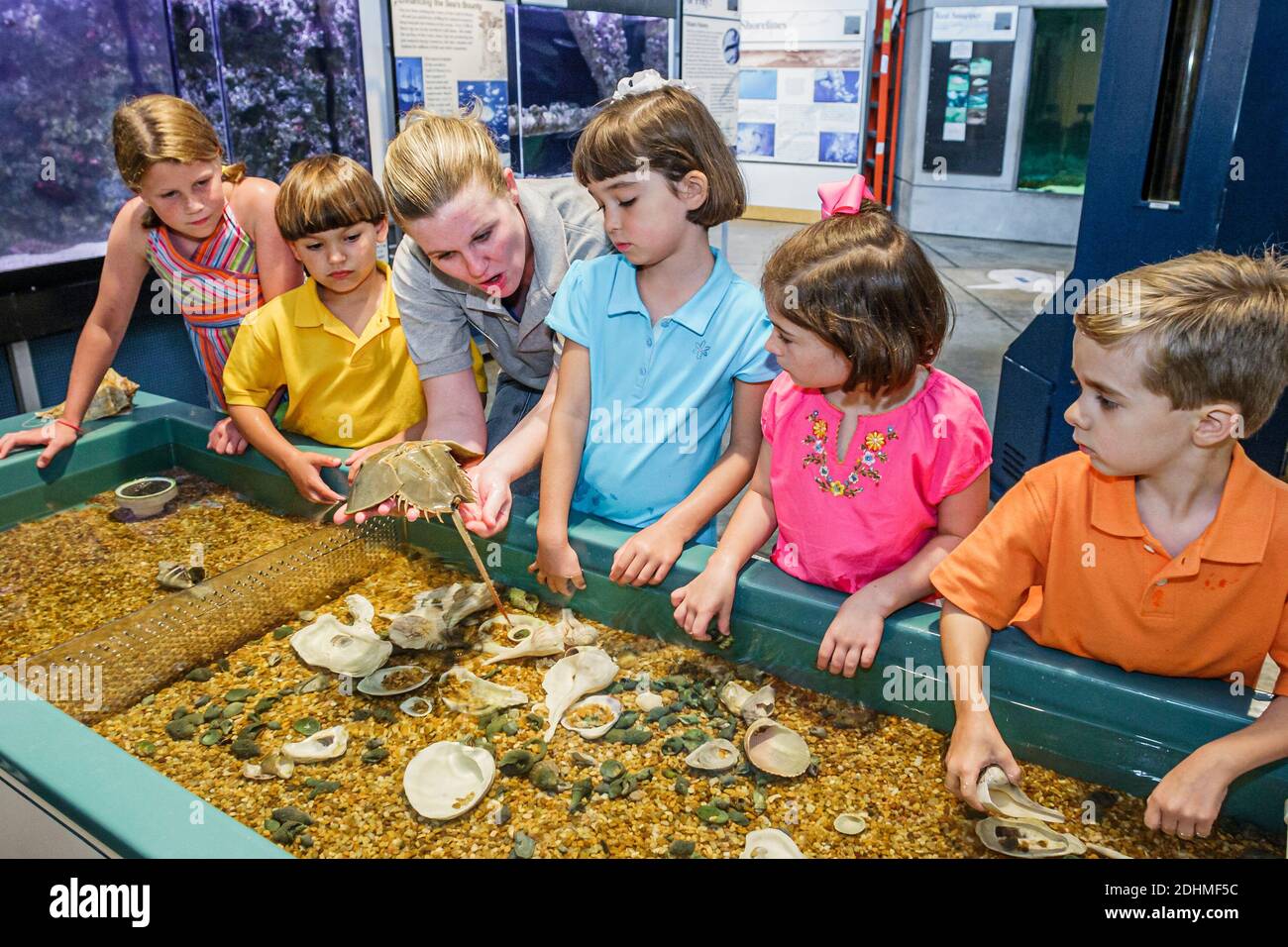 Alabama Dauphin Island Sea Lab Estuarium public aquarium,hands on exhibit shells boys girls naturalist holding horseshoe crab, Stock Photo
