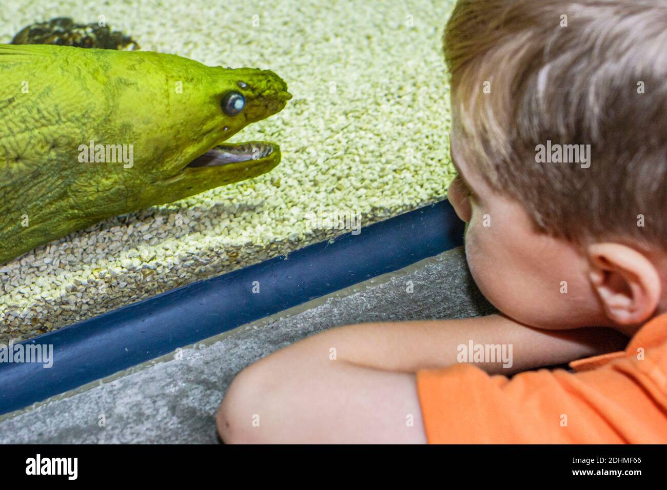 Alabama Dauphin Island Sea Lab Estuarium public aquarium,Mobile delta exhibit boy looking green moray eel, Stock Photo