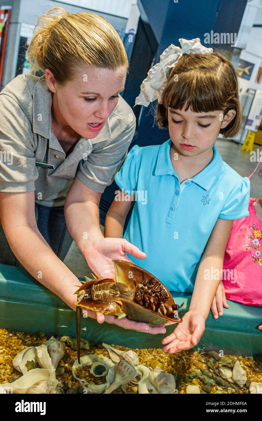 Alabama Dauphin Island Sea Lab Estuarium public aquarium,hands on exhibit shells girl naturalist holding horseshoe crab, Stock Photo