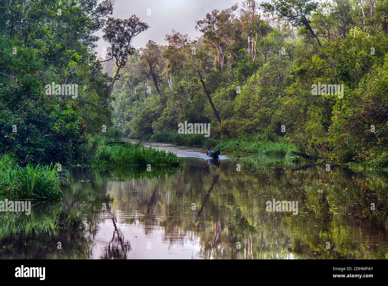 Rainforest along the Sekonyer River (a tributary to Kumai River) in Kalimantan (Tanjung Puting National Park), southern Borneo. Stock Photo