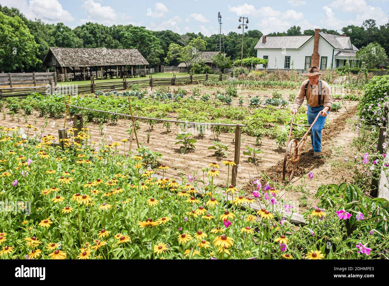 Alabama Dothan Landmark Park Living History Farm 1890's,farmer plowing garden wildflowers, Stock Photo