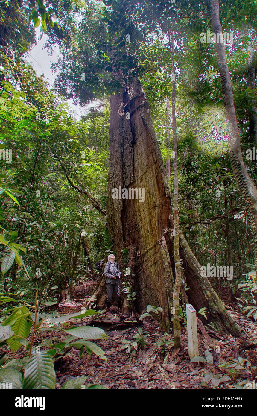 Giant tree in the rainforest of Deramakot, Sabah, Borneo (Malaysia). Stock Photo