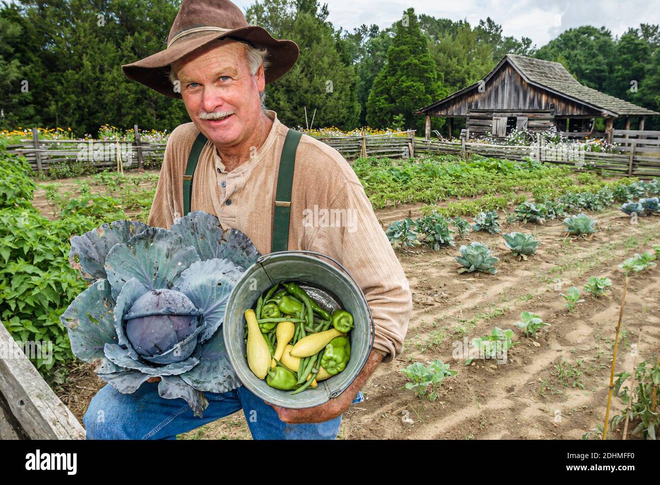 Alabama Dothan Landmark Park Living History Farm 1890's,farmer harvesting cabbage vegetables garden, Stock Photo