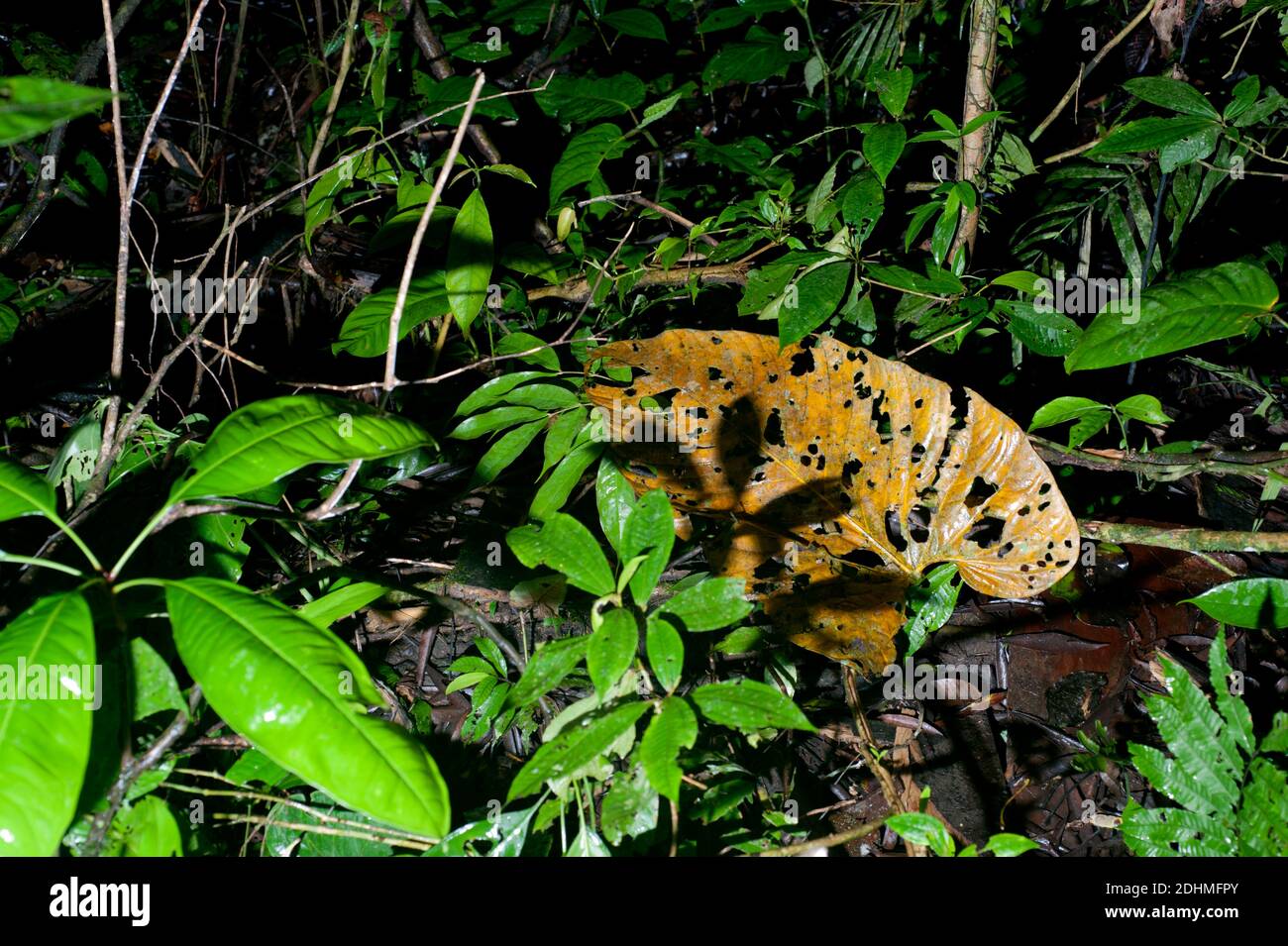 A large leaf is being broken down on the dark forrest floor of the rainforest in eastern Ecuador. Stock Photo