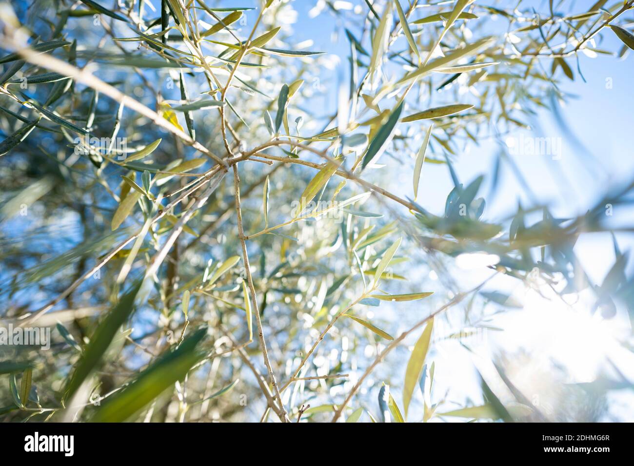 (Selective focus) Stunning view of some olive branches in the foreground and a blue sky in the background. Italy. Stock Photo