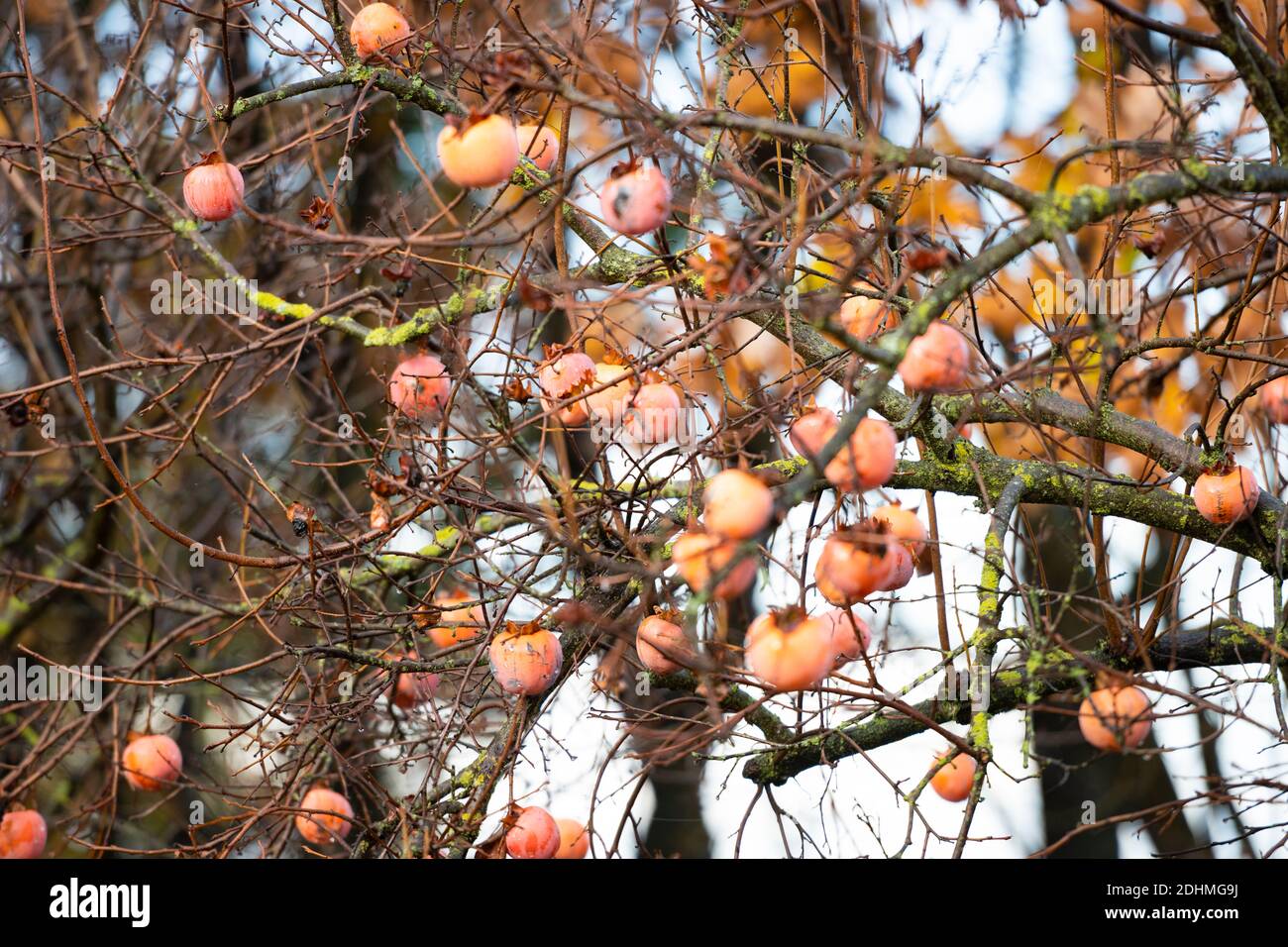 (Selective focus) Stunning view of the Persimmon tree, a unique tree ...
