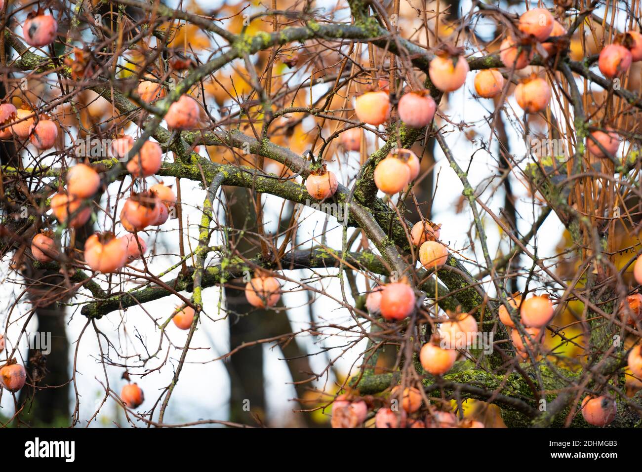 (Selective focus) Stunning view of the Persimmon tree, a unique tree ...