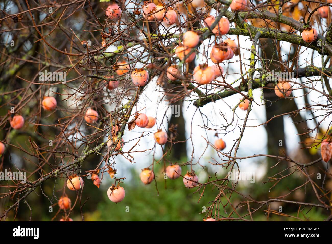 (Selective focus) Stunning view of the Persimmon tree, a unique tree ...