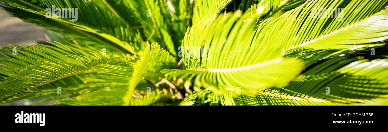 (Selective focus) Stunning view of a green Cycas plant. Stock Photo