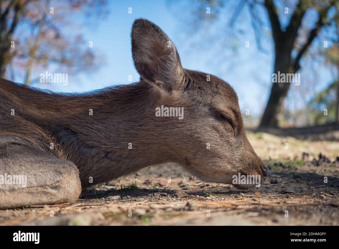 Photo of the deer in the park of nara in japan Stock Photo