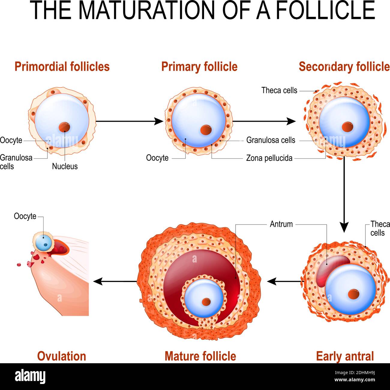 maturation of a follicle. Diagram of folliculogenesis. Stock Vector