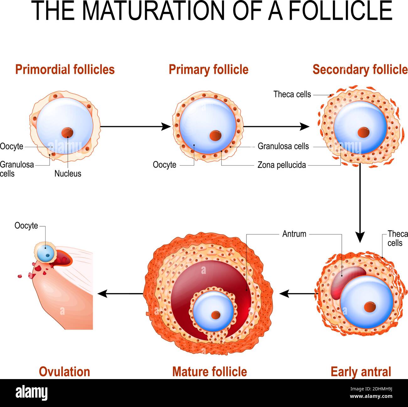 Primordial Follicle Model