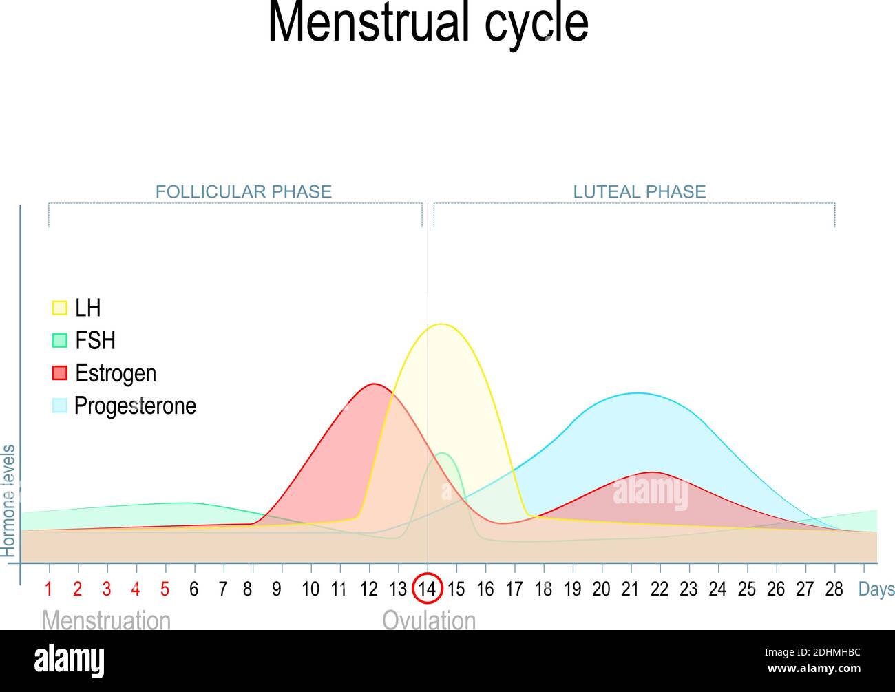 Menstrual cycle. Luteal and Follicular phase. Growing follicle, Oocyte and  Corpus luteum. From Menses and Proliferative phase, to Ovulation Stock  Vector Image & Art - Alamy