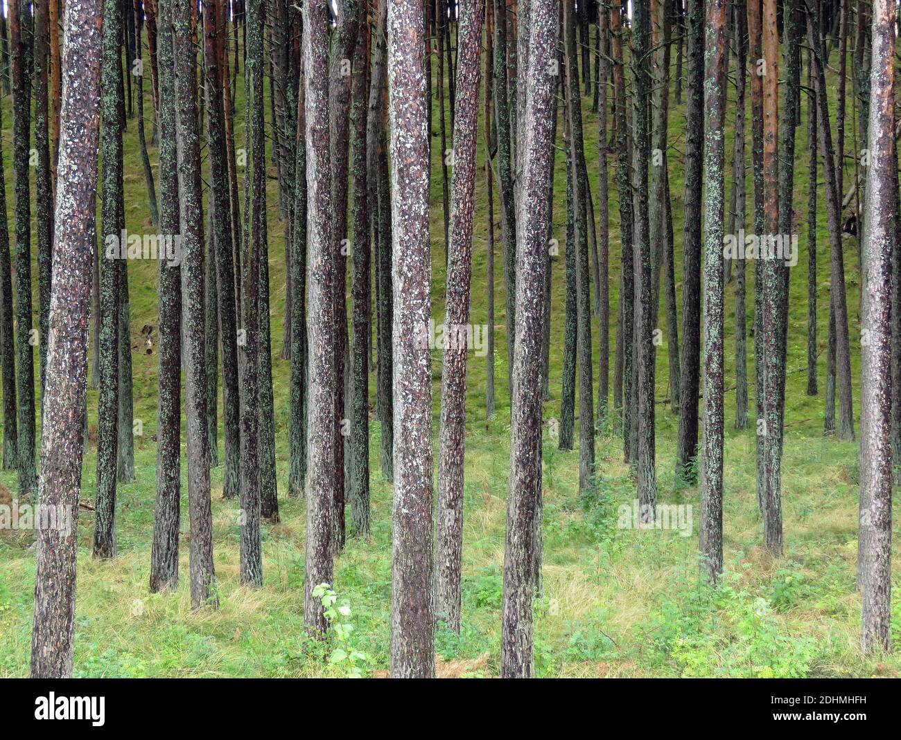 Beautiful mixed pine and deciduous forest, Lithuania, photo Bo Arrhed