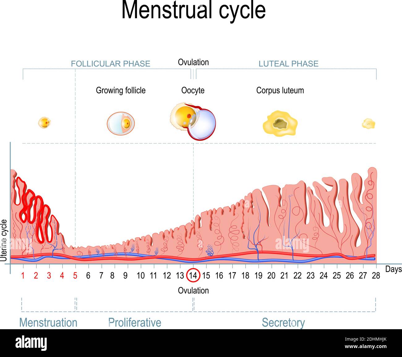 Menstrual cycle. Ovarian cycle: follicular phase and luteal phase. Uterine cycle: Secretory phase, proliferative phase and menstruation. Vector Stock Vector