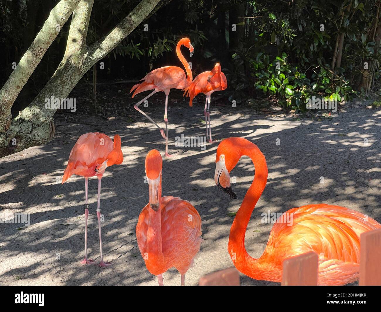 Pink and orange flamingos napping and walking around in a pen at a zoo. Stock Photo