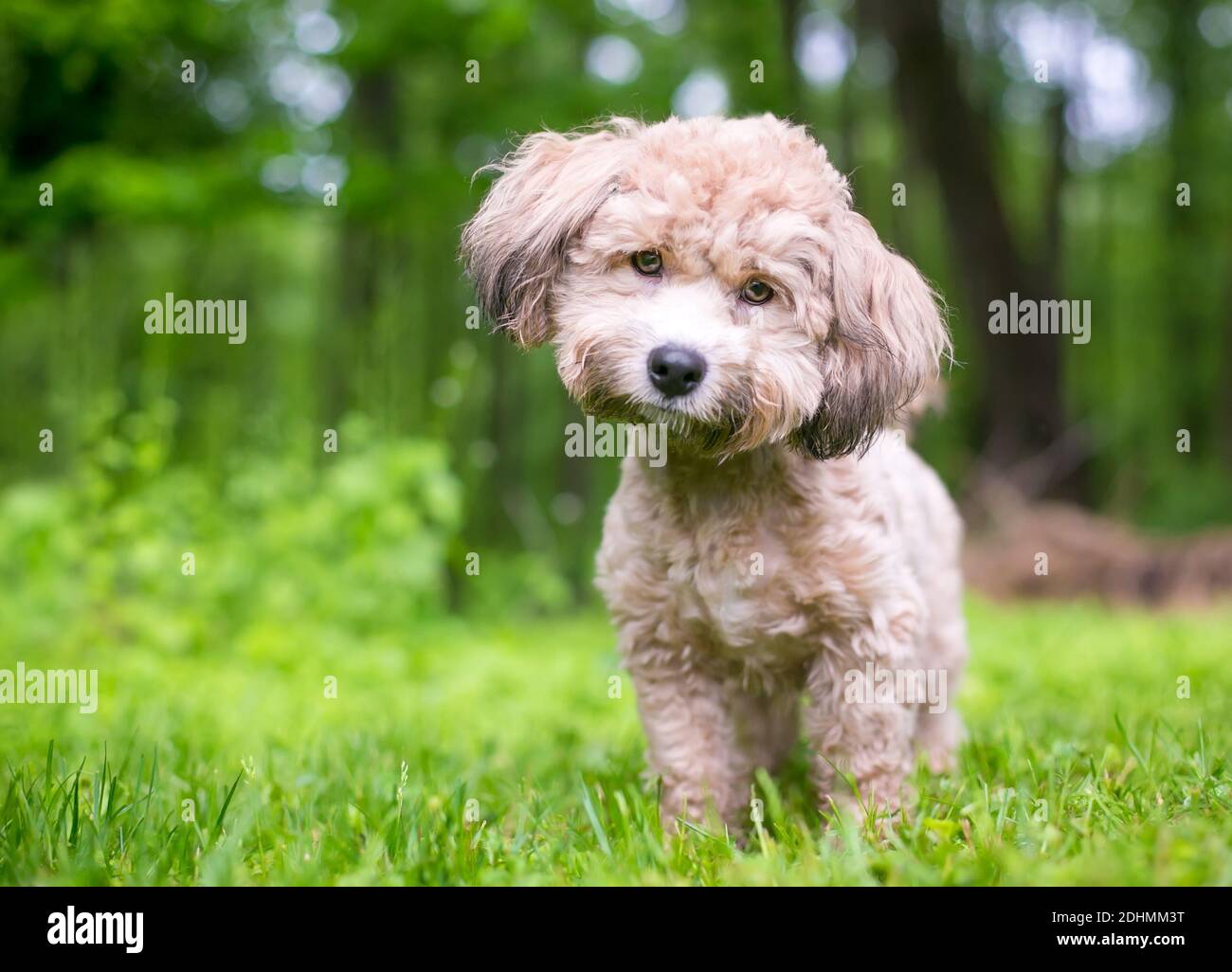 A small Poodle mixed breed dog looking at the camera with a head tilt Stock Photo