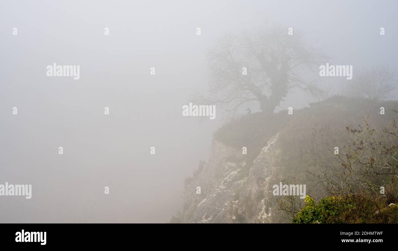 A tree stands shrouded in fog on the cliff edge of the Avon Gorge at Clifton Down park in Bristol. Stock Photo
