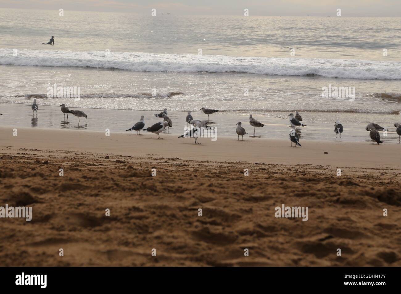 Coastal birds hi-res stock photography and images - Alamy