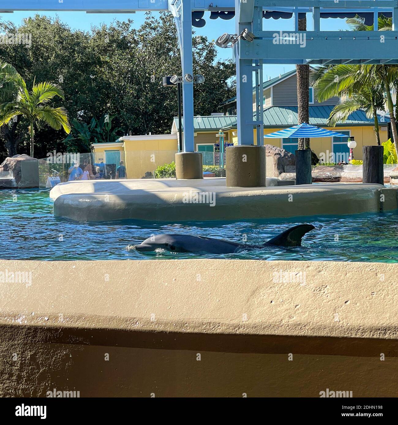 Orlando, FL USA November 23, 2020 Dolphin swimming in Blue Water at