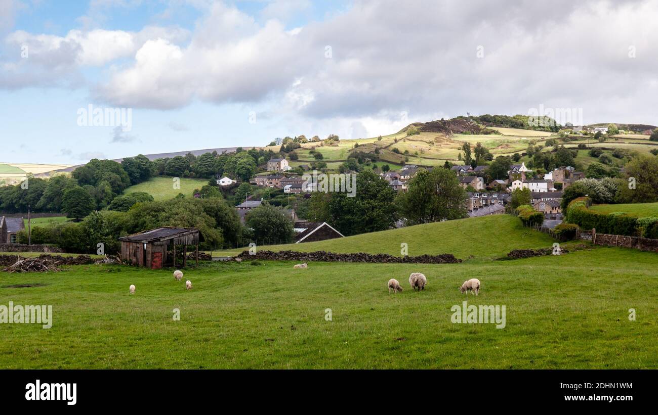 Sheep graze in pasture fields beside Foulridge village in the South Pennines hills of Lancashire. Stock Photo