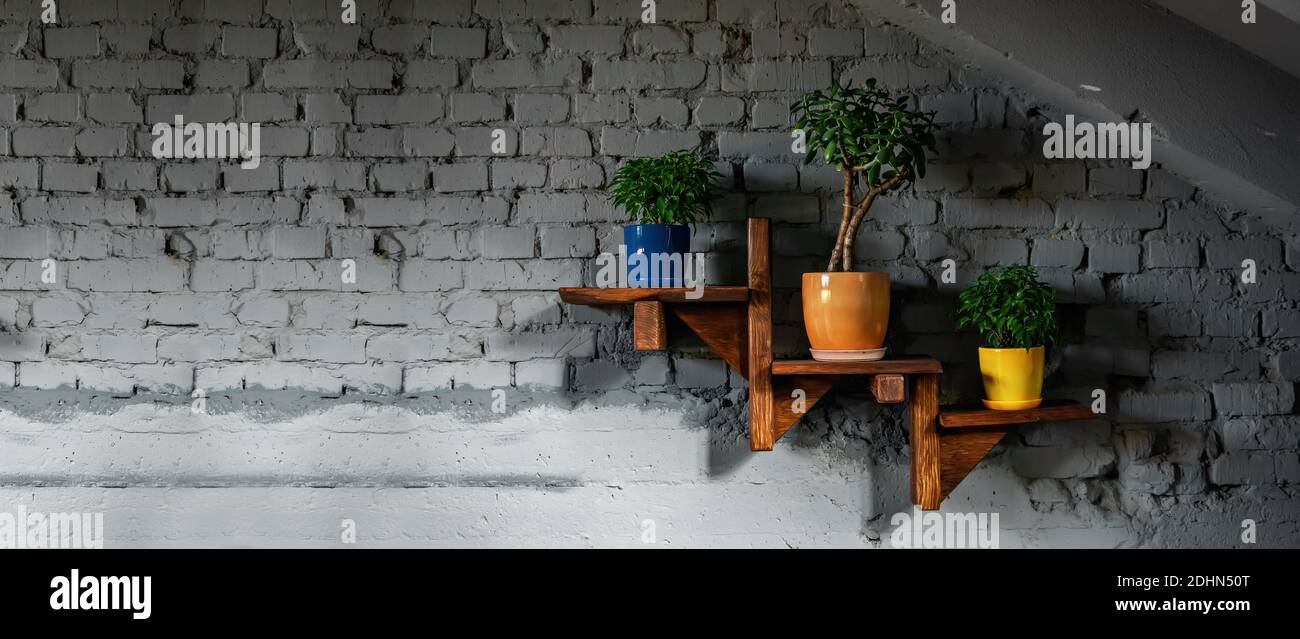 On gray brick wall, wooden shelf with flowerpots. Green Plants Fatty woman ovoid, ficus benjamin natasha, in trendy color pots: blue, orange, yellow. Stock Photo