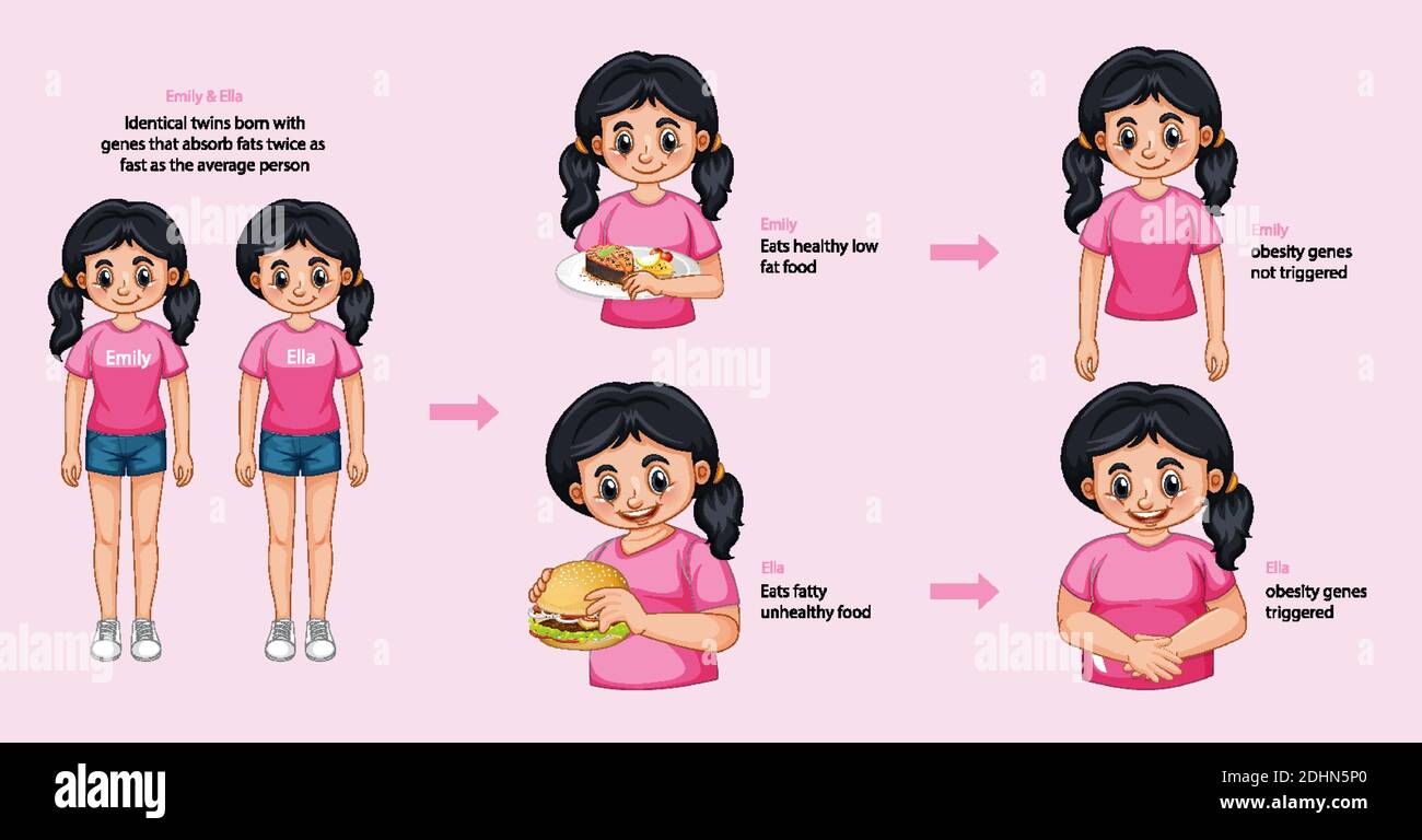 Roles of genes and environment. Body fat in identical twins infographic. illustration Stock