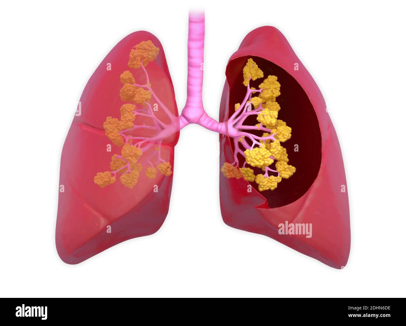 Illustration of human lungs. The lungs transport oxygen into the body