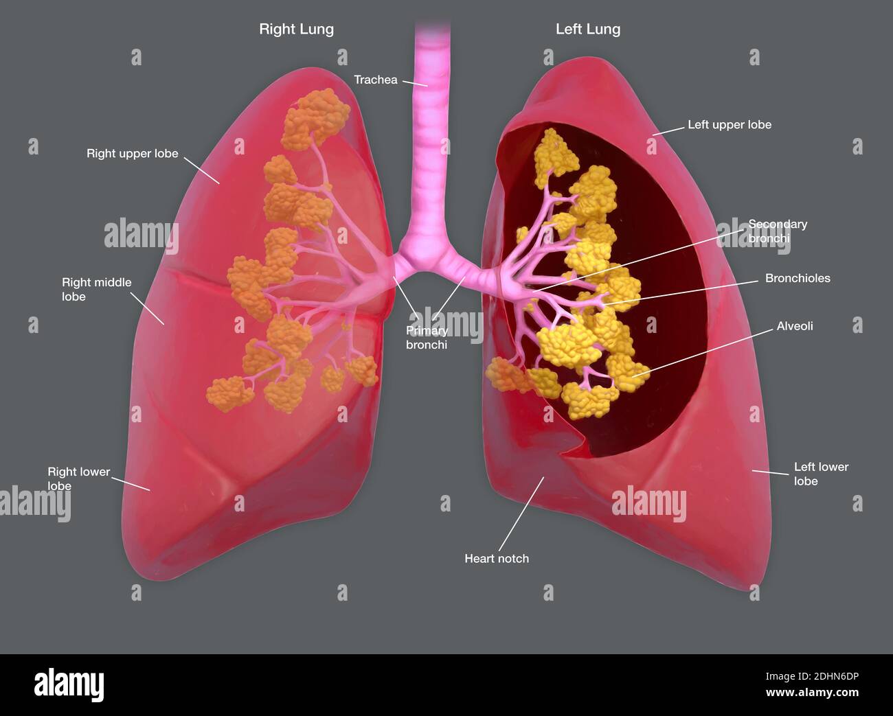 Annotated illustration of human lungs. The lungs transport oxygen into ...