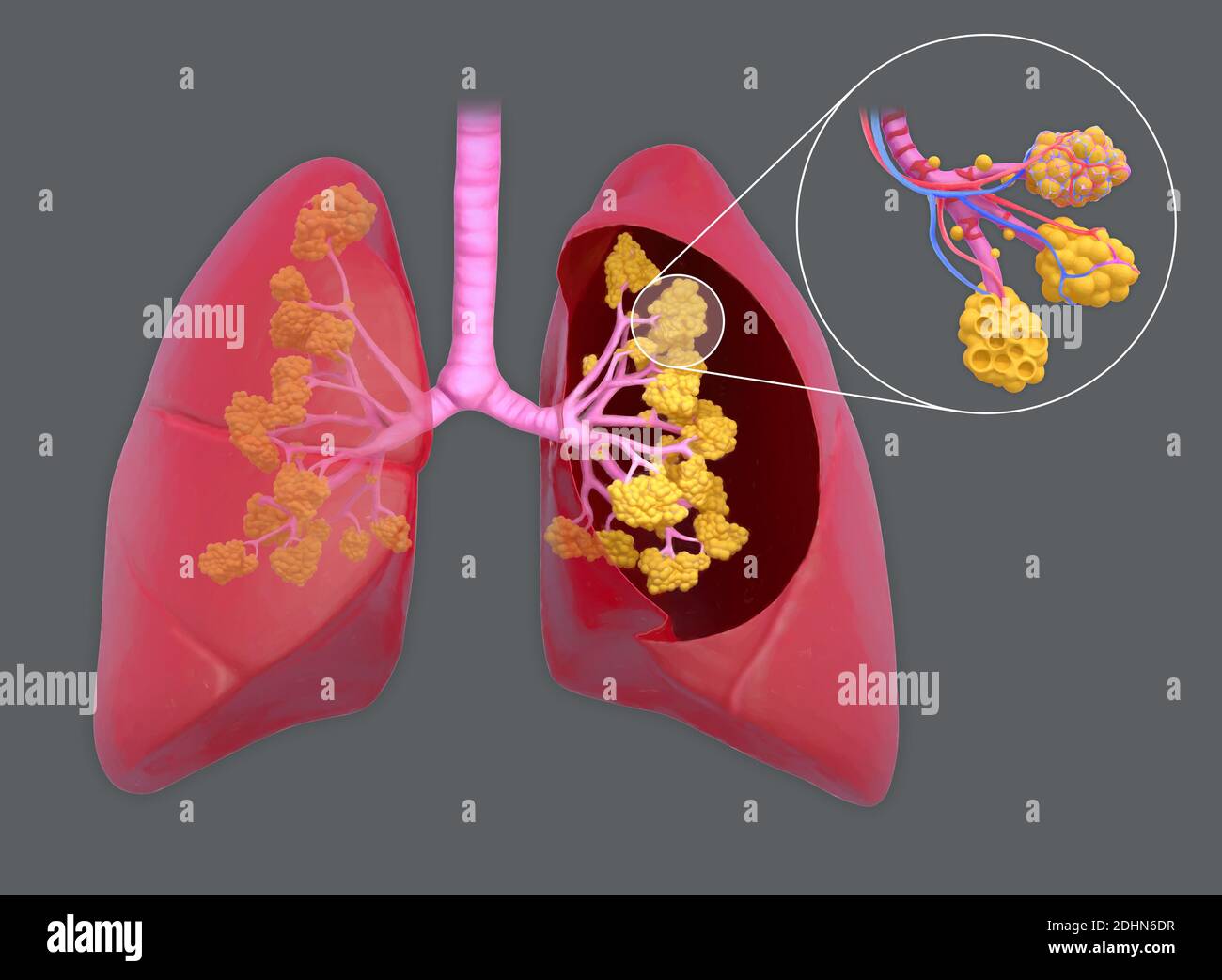Illustration of human lungs. The lungs transport oxygen into the body