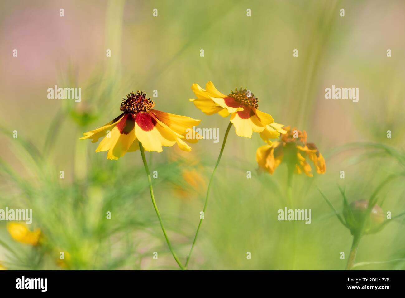 Yellow blooming flowers with brown hearts in a field. Sunflower, 'Goldrausch' Helenium autumnale. Selective focus. Stock Photo