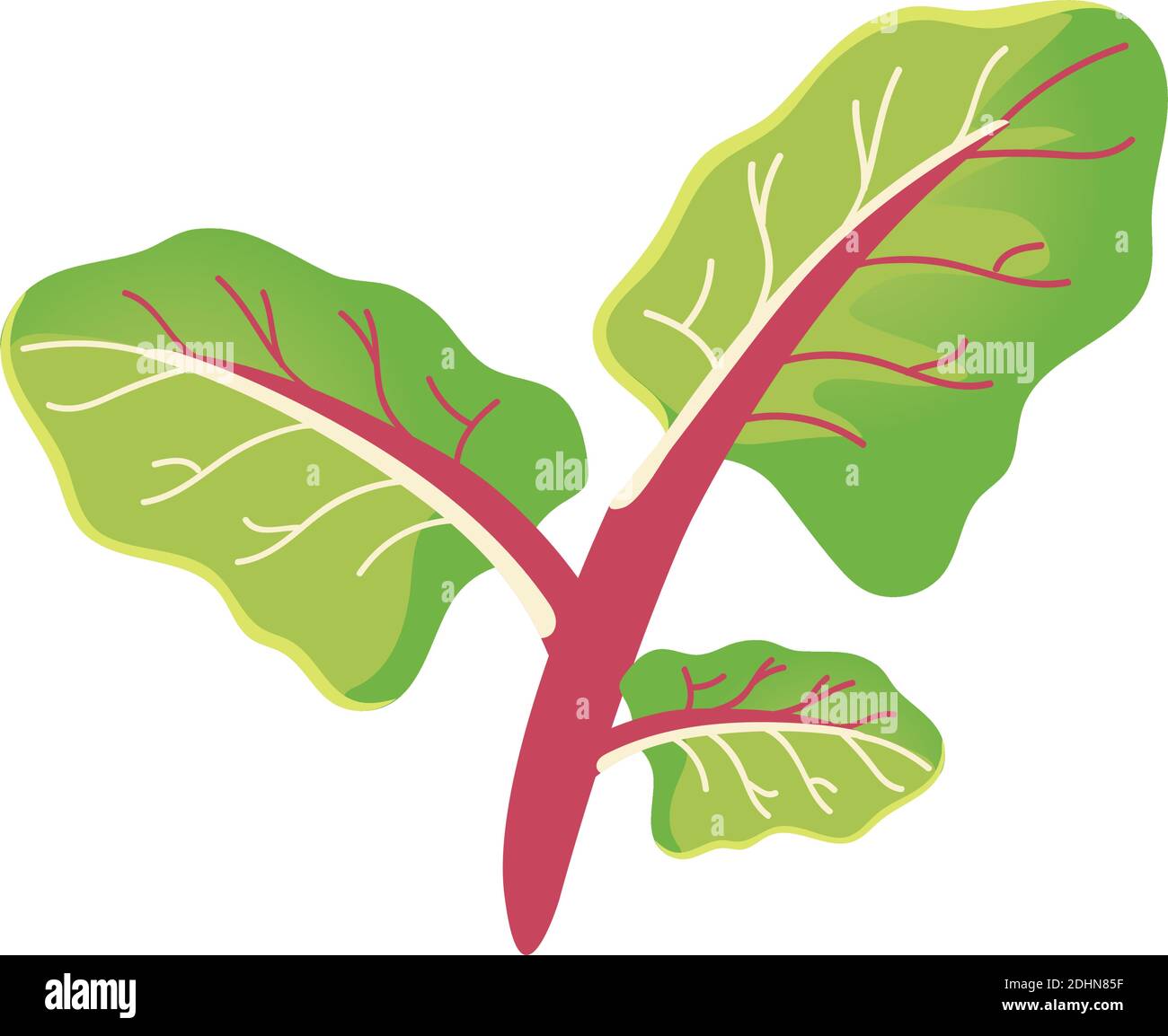 fresh lettuce leaves food healthy icon vector illustration Stock Vector ...