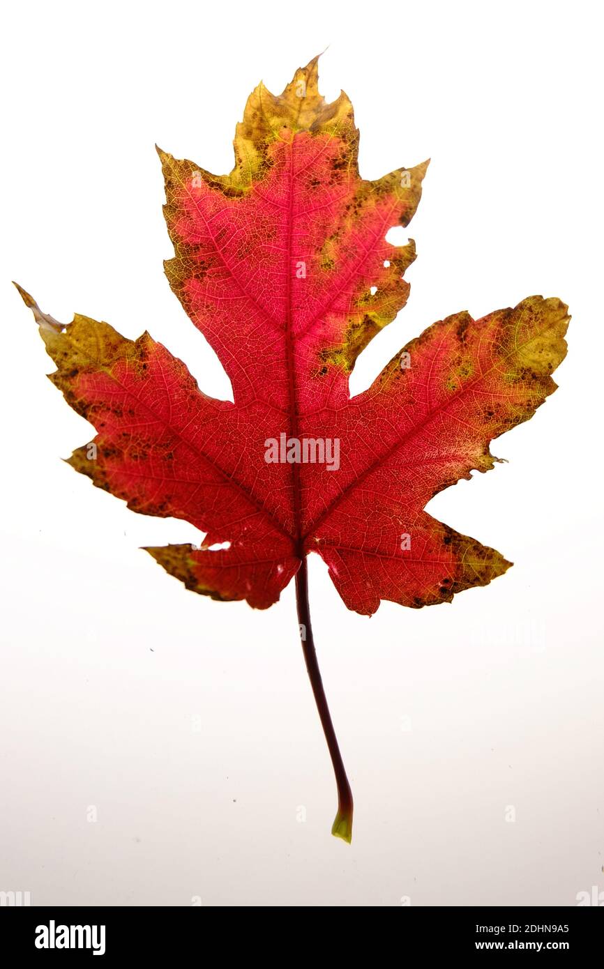 A maple leaf in autumn. Stock Photo