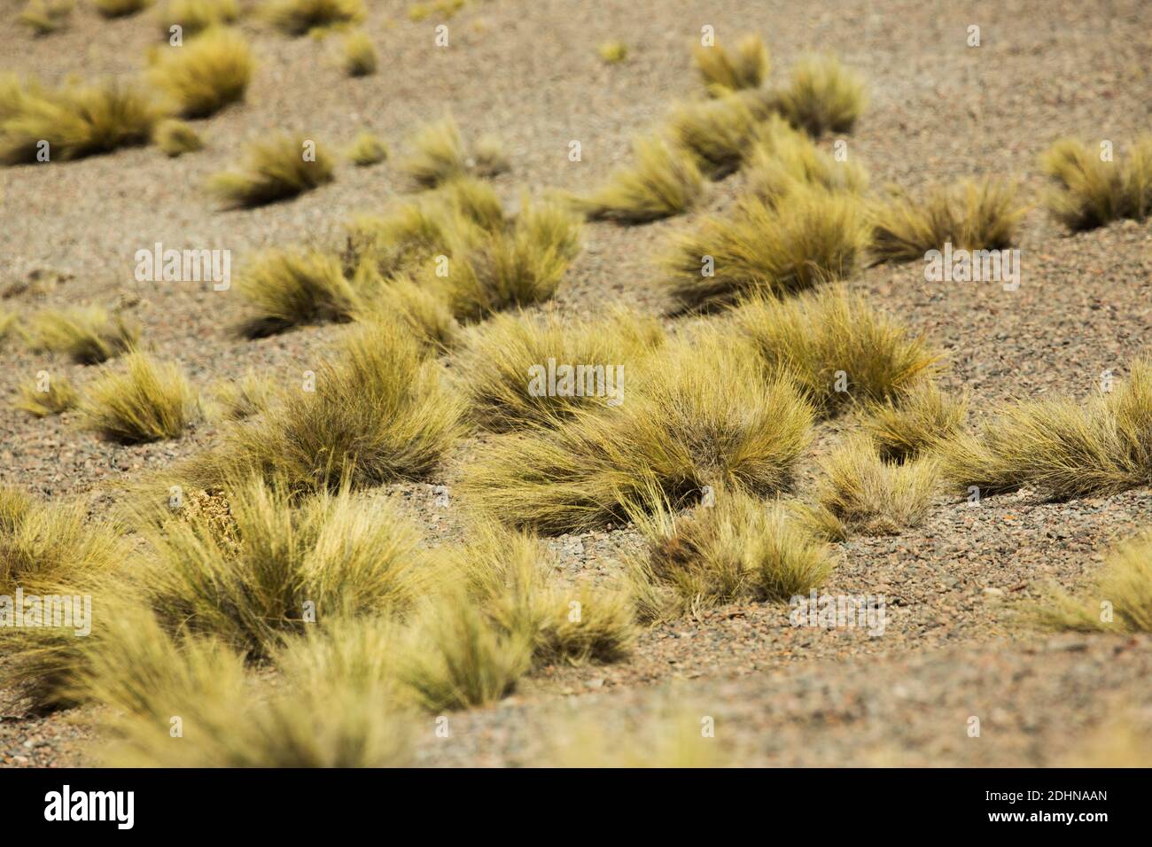 Coiron grass (stipa chrysophylla) growing on the high altitude grasslands of the Andean altiplano, Chile Stock Photo