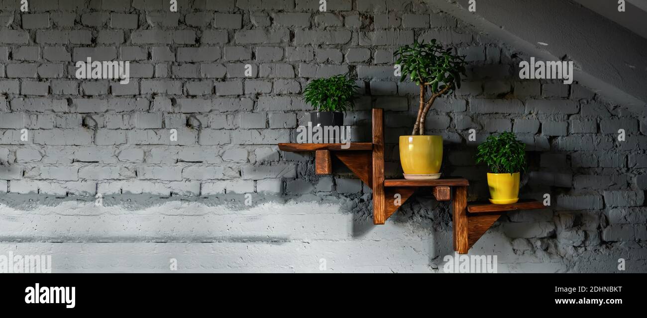On brick wall, a wooden shelf with flowerpots. Green Plants Crassula ovoid, ficus benjamin natasha, in trendy colors pots: gray, yellow. Stylish, mode Stock Photo