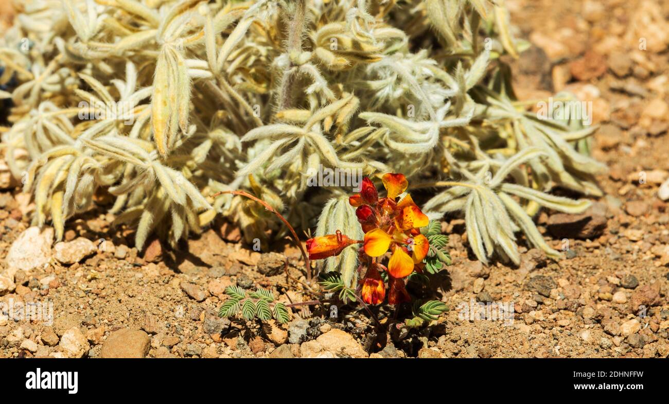 Algarrobilla (Hoffmannseggia doellii) flowering in the Atacama desert at high altitude in the Andes, Chile Stock Photo